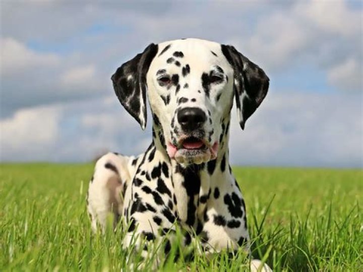 Dalmata
