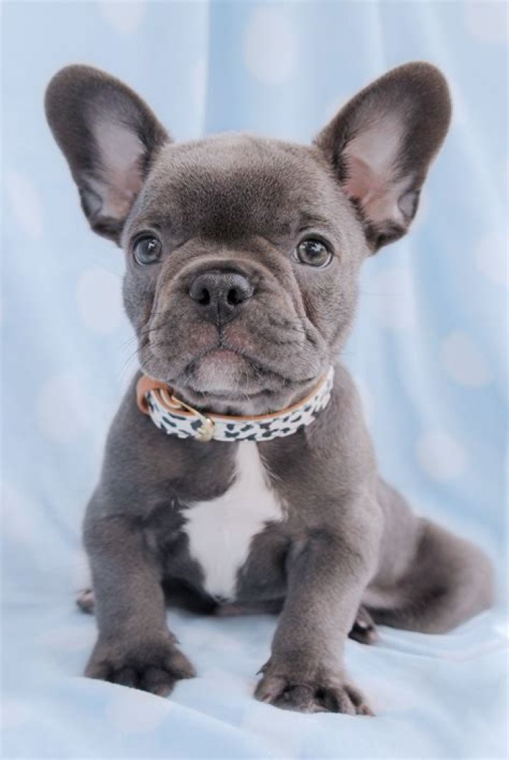 Frenchie