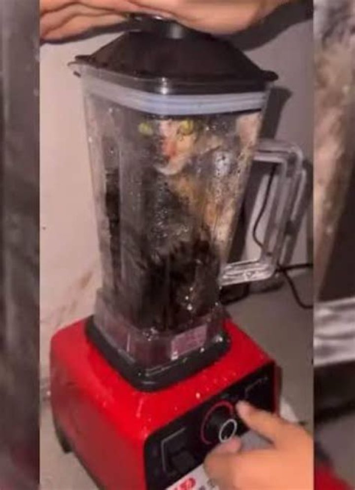 Is Xu Zhihui Arrested | Food Vlogger Charged With Putting A Cat In A Blender
